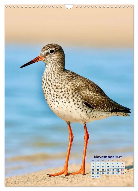 Produktbild: Seev&ouml;gel an der Nordsee (Wandkalender 2027 DIN A3 hoch), CALVENDO Monatskalender