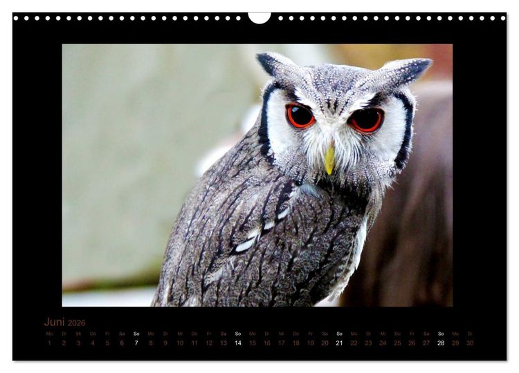 Produktbild: Eulen und K&auml;uze (Wandkalender 2026 DIN A3 quer), CALVENDO Monatskalender