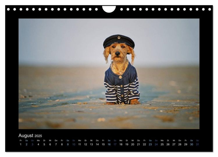 Produktbild: Neues von Elli Pirelli, dem fr&ouml;hlichen Pinscherdackelm&auml;del (Wandkalender 2025 DIN A4 quer), CALVENDO Monatskalender