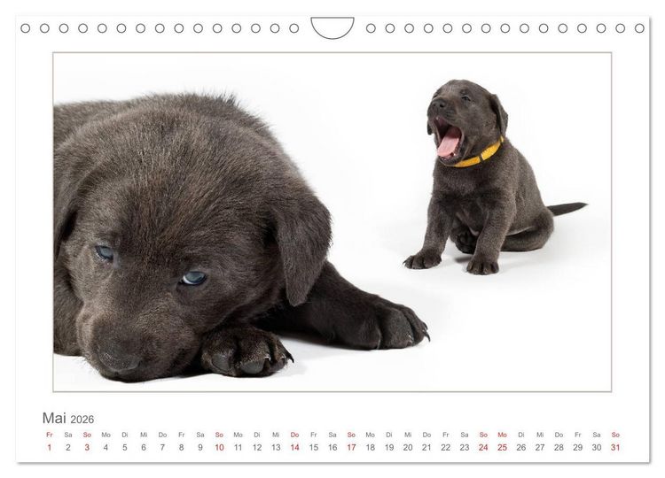 Produktbild: Labradorwelpen - Freunde f&uuml;rs Leben (Wandkalender 2026 DIN A4 quer), CALVENDO Monatskalender