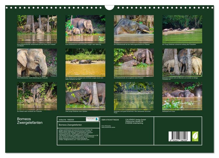 Produktbild: Borneos Zwergelefanten (Wandkalender 2026 DIN A3 quer), CALVENDO Monatskalender