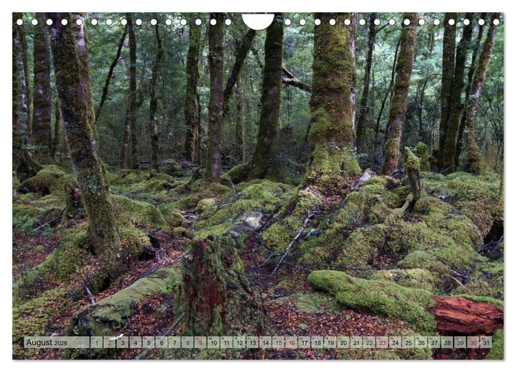 Produktbild: Prim&auml;rwald - Neuseeland (Wandkalender 2026 DIN A4 quer), CALVENDO Monatskalender