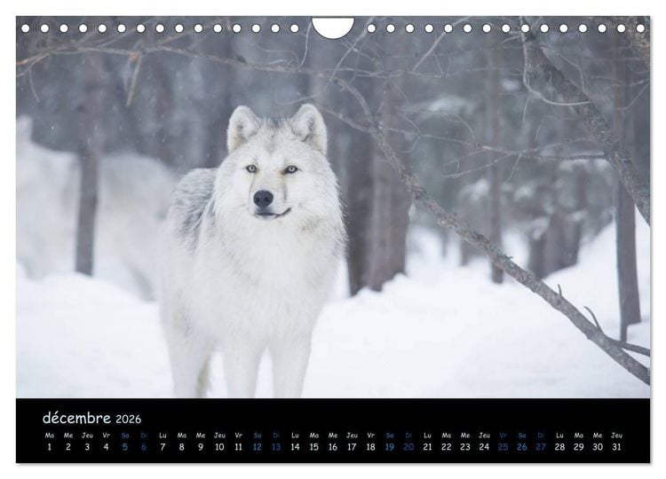 Produktbild: J'ai vu le loup (Calendrier mural 2026 DIN A4 vertical), CALVENDO calendrier mensuel