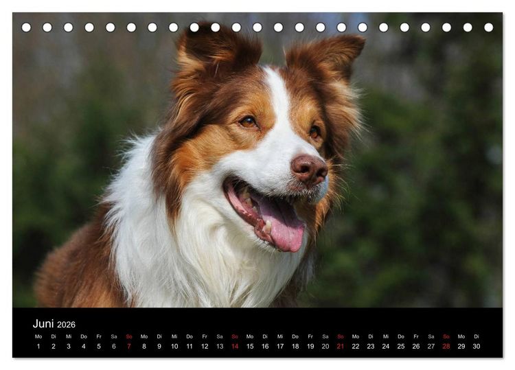 Produktbild: Border Collie 2026 (Tischkalender 2026 DIN A5 quer), CALVENDO Monatskalender
