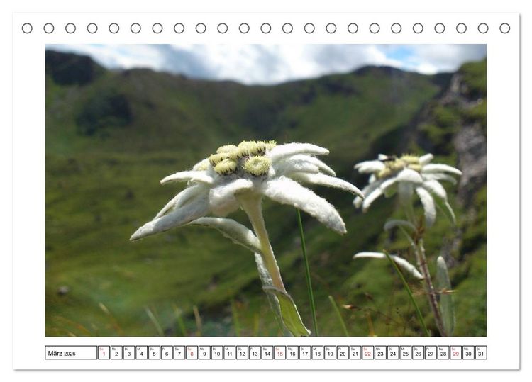 Produktbild: Alpenblumen. Bunte Welt in luftiger H&ouml;he (Tischkalender 2026 DIN A5 quer), CALVENDO Monatskalender