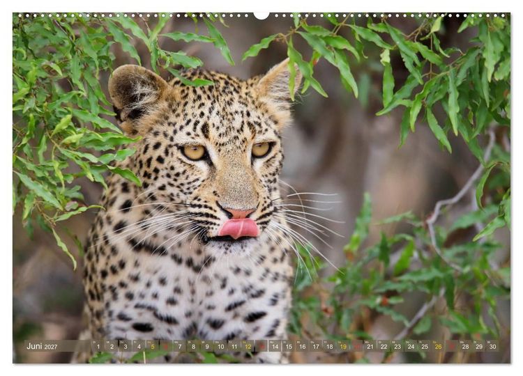 Produktbild: Katzen Afrikas (hochwertiger Premium Wandkalender 2027 DIN A2 quer), Kunstdruck in Hochglanz