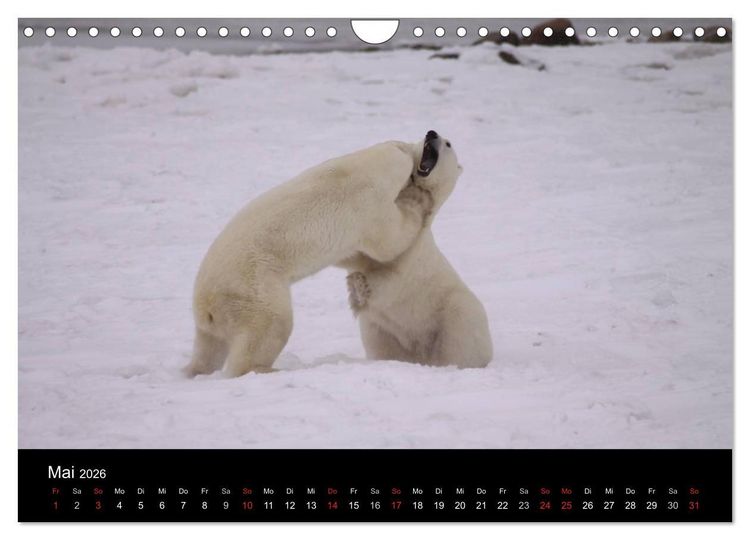 Produktbild: Arktische Tr&auml;ume - Eisb&auml;ren in Kanada (Wandkalender 2026 DIN A4 quer), CALVENDO Monatskalender