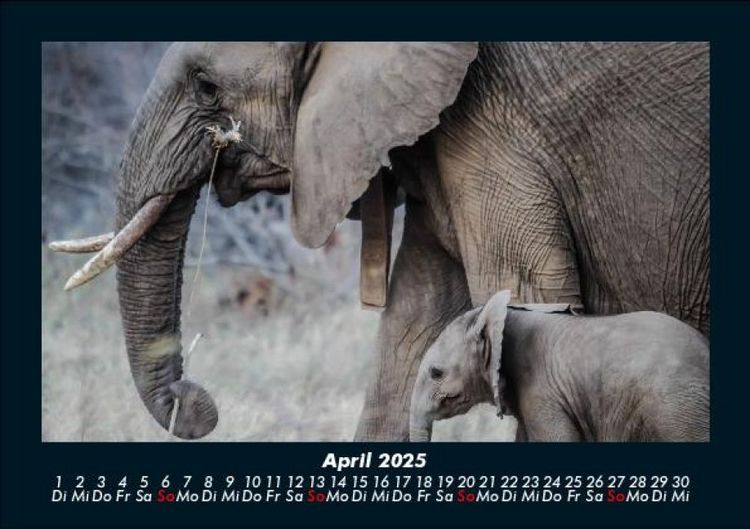 Produktbild: Elefanten - Die sanften Riesen Afrikas 2025 Fotokalender DIN A5