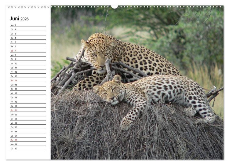 Produktbild: Leoparden. Elegante J&auml;ger (hochwertiger Premium Wandkalender 2026 DIN A2 quer), Kunstdruck in Hochglanz