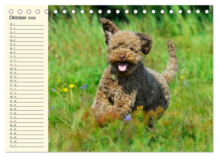 Produktbild: Lagotto Romagnolo - Italienischer Tr&uuml;ffelhund (Tischkalender 2026 DIN A5 quer), CALVENDO Monatskalender