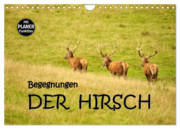 Produktbild: Begegnungen. DER HIRSCH (Wandkalender 2026 DIN A4 quer), CALVENDO Monatskalender