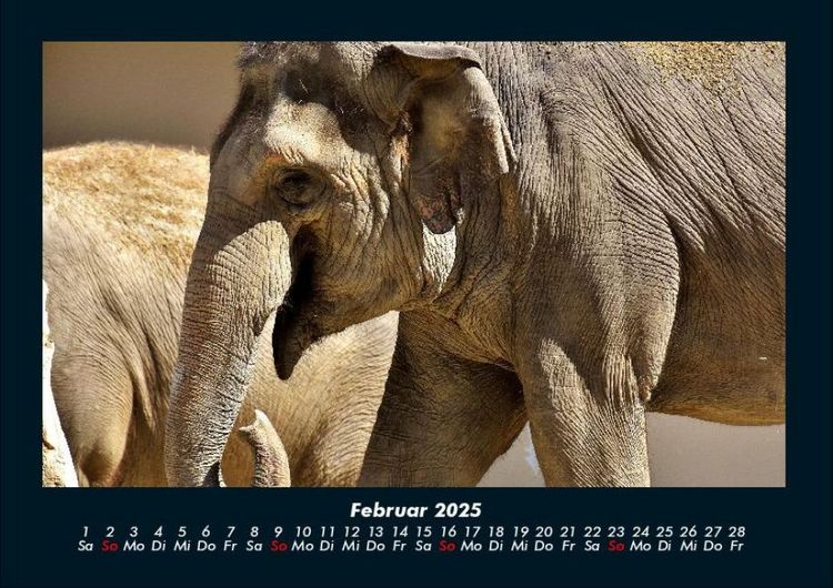 Produktbild: Der Elefantenkalender 2025 Fotokalender DIN A4