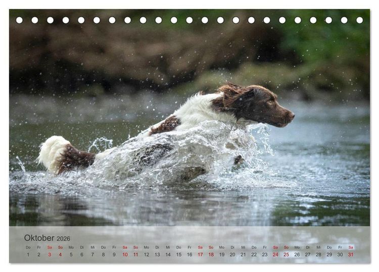 Produktbild: Treue Jagdgef&auml;hrten Der kleine M&uuml;nsterl&auml;nder (Tischkalender 2026 DIN A5 quer), CALVENDO Monatskalender