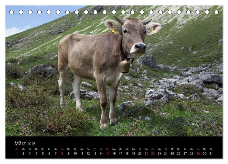 Produktbild: Gl&uuml;ckliches Rindvieh 2026 (Tischkalender 2026 DIN A5 quer), CALVENDO Monatskalender