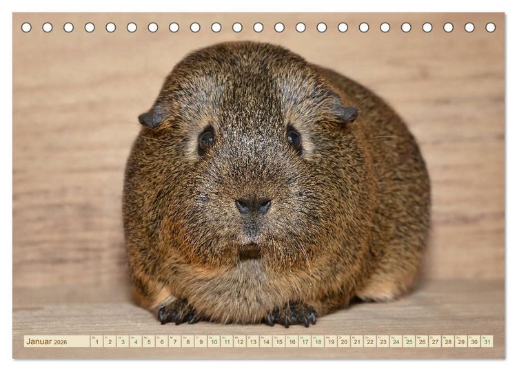 Produktbild: MEERSCHWEINCHEN neugierig - s&uuml;&szlig; - liebenswert (Tischkalender 2026 DIN A5 quer), CALVENDO Monatskalender