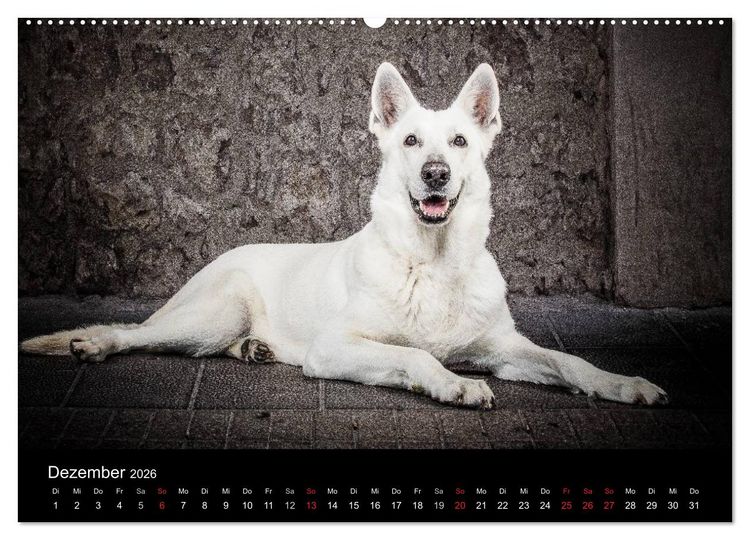 Produktbild: Urban Dogs - Hundekalender der anderen Art (Wandkalender 2026 DIN A2 quer), CALVENDO Monatskalender