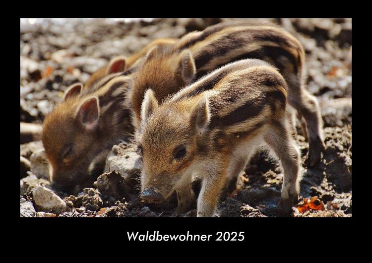 Produktbild: Waldbewohner 2025 Fotokalender DIN A3
