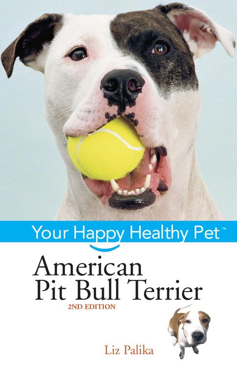 Produktbild: American Pit Bull Terrier