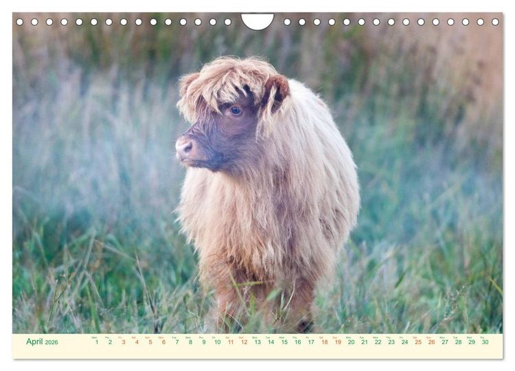 Produktbild: The Hairy Cow Calendar (Wall Calendar 2026 DIN A4 landscape), CALVENDO 12 Month Wall Calendar