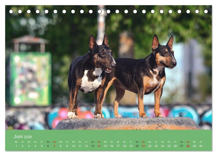 Produktbild: Bullterrier - charmante Herzensbrecher (Tischkalender 2026 DIN A5 quer), CALVENDO Monatskalender