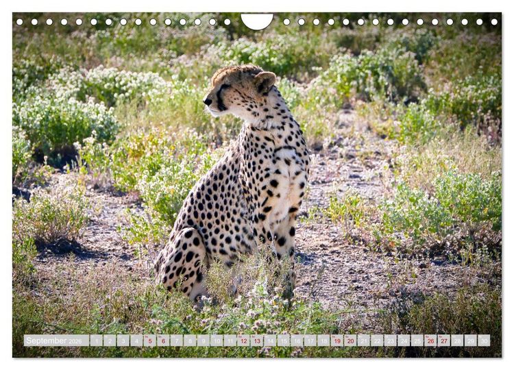 Produktbild: Namibia &ndash; Die Tierwelt vom Caprivi bis Etosha (Wandkalender 2026 DIN A4 quer), CALVENDO Monatskalender
