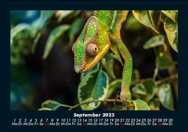 Produktbild: Der Tierkalender 2025 Fotokalender DIN A5