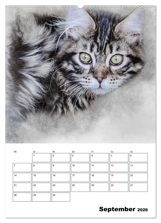 Produktbild: Maine Coon Katzen (Wandkalender 2026 DIN A2 hoch), CALVENDO Monatskalender