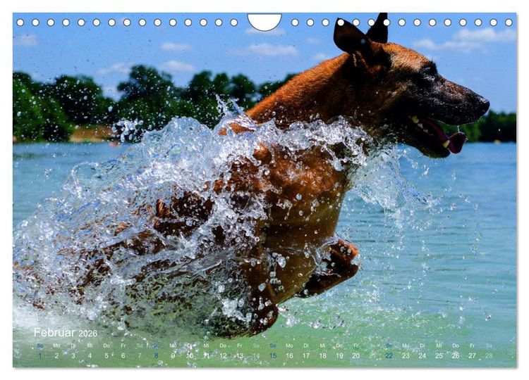 Produktbild: SPLASH - Hunde im Wasser (Wandkalender 2026 DIN A4 quer), CALVENDO Monatskalender