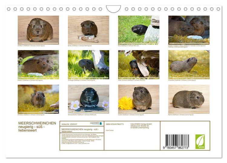 Produktbild: MEERSCHWEINCHEN neugierig - s&uuml;&szlig; - liebenswert (Wandkalender 2026 DIN A4 quer), CALVENDO Monatskalender