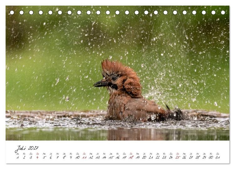 Produktbild: Heimische Vogelwelt (Tischkalender 2027 DIN A5 quer), CALVENDO Monatskalender