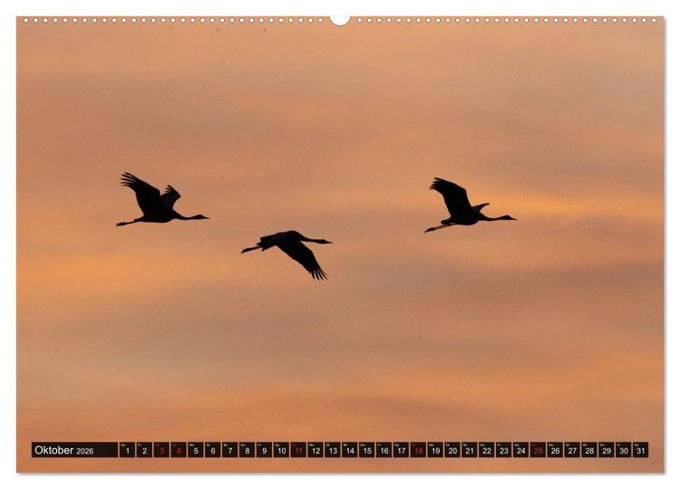 Produktbild: Dar&szlig;-Zingst Naturimpressionen (Wandkalender 2026 DIN A2 quer), CALVENDO Monatskalender