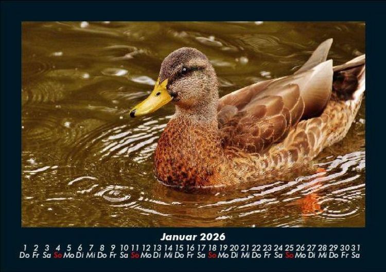 Produktbild: Welt der V&ouml;gel 2026 Fotokalender DIN A5