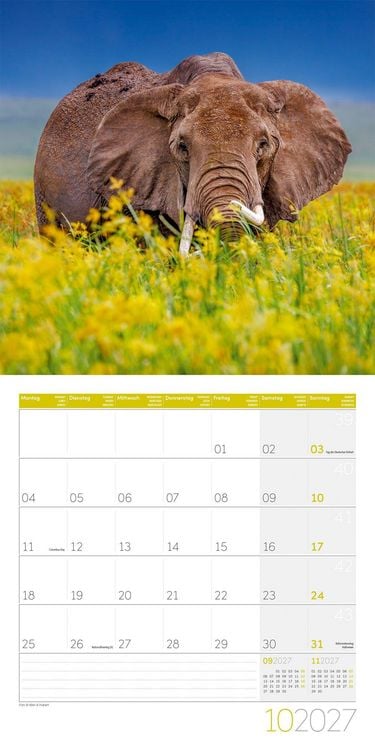 Produktbild: Elefanten Kalender 2027 - 30x30 - Art12