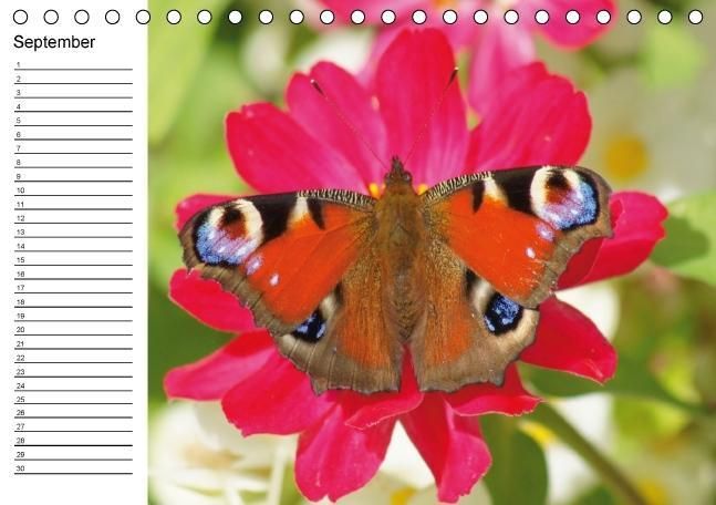 Produktbild: Heimische Schmetterlinge / Geburtstagskalender (Tischkalender immerw&auml;hrend DIN A5 quer)