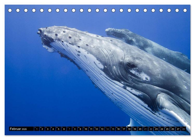 Produktbild: Die blaue Welt der Wale (Tischkalender 2026 DIN A5 quer), CALVENDO Monatskalender
