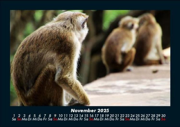 Produktbild: Welt der Tiere 2025 Fotokalender DIN A5