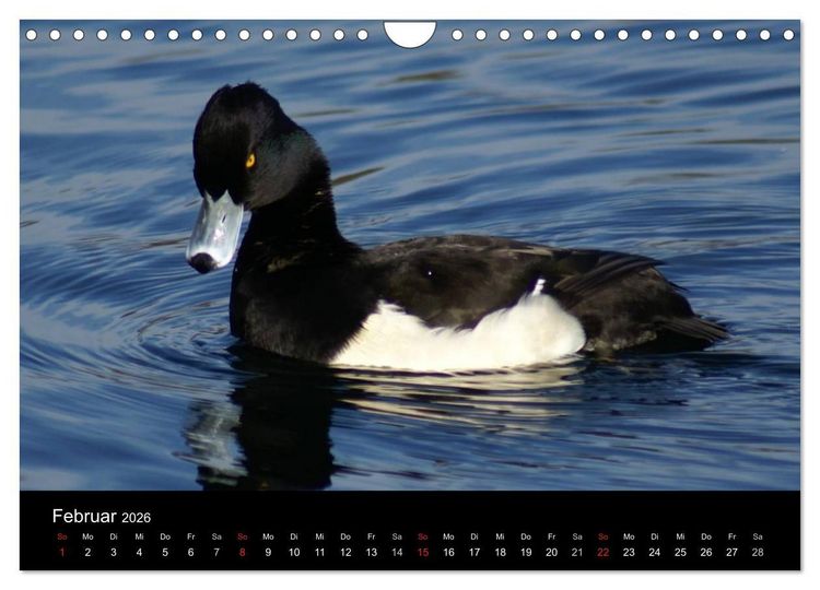 Produktbild: Das Leben der Enten (Wandkalender 2026 DIN A4 quer), CALVENDO Monatskalender