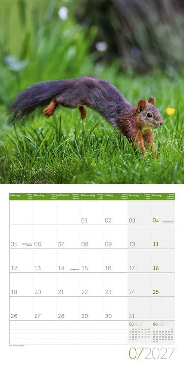 Produktbild: Eichh&ouml;rnchen Kalender 2027 - 30x30 - Art12