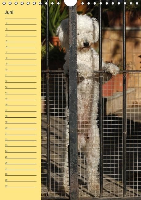 Produktbild: Pudel / Geburtstagskalender (Wandkalender immerw&auml;hrend DIN A4 hoch)