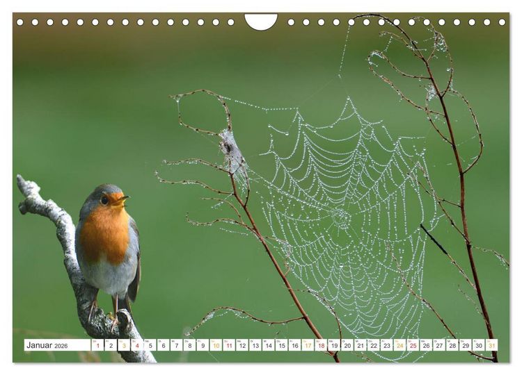 Produktbild: Das Rotkehlchen, ein Kleiner ganz Gro&szlig; (Wandkalender 2026 DIN A4 quer), CALVENDO Monatskalender