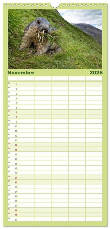Produktbild: Familienplaner 2026 - Alpenmurmeltiere - Stars vor der Kamera mit 5 Spalten (Wandkalender, 21 x 45 cm) CALVENDO
