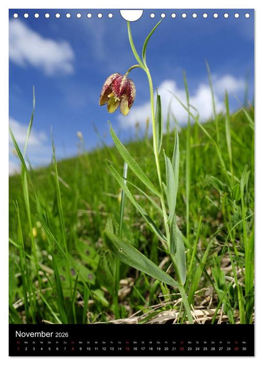 Produktbild: WILDBLUMEN (Wandkalender 2026 DIN A4 hoch), CALVENDO Monatskalender