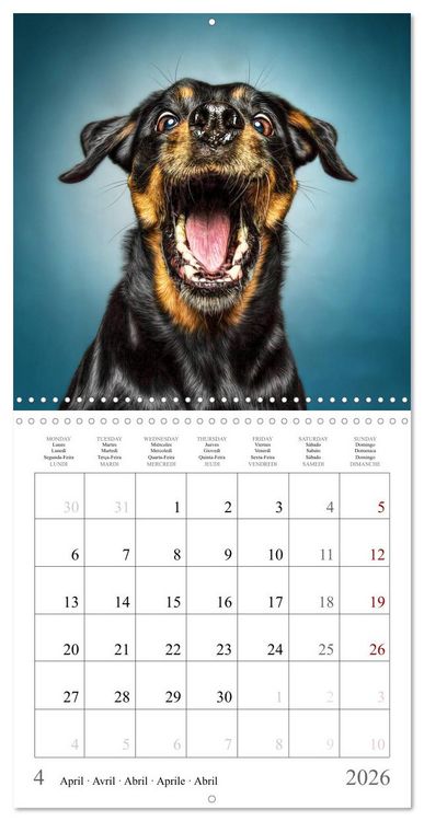 Produktbild: Funny Dog Faces (Wall Calendar 2026 12 &times; 12 Inch) CALVENDO 12 Month Wall Calendar