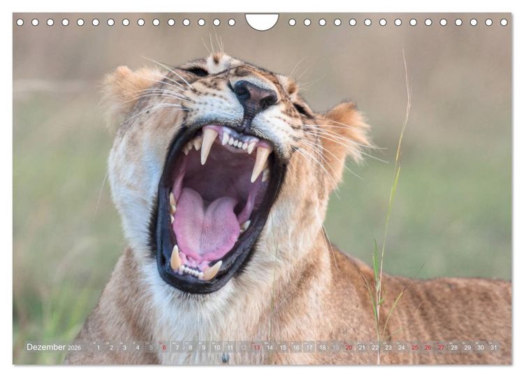 Produktbild: L&ouml;wen - Raubkatzen Afrikas (Wandkalender 2026 DIN A4 quer), CALVENDO Monatskalender