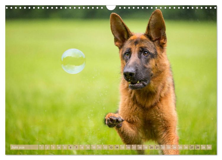 Produktbild: Sch&auml;ferhunde - Freunde auf 4 Pfoten (Wandkalender 2026 DIN A3 quer), CALVENDO Monatskalender