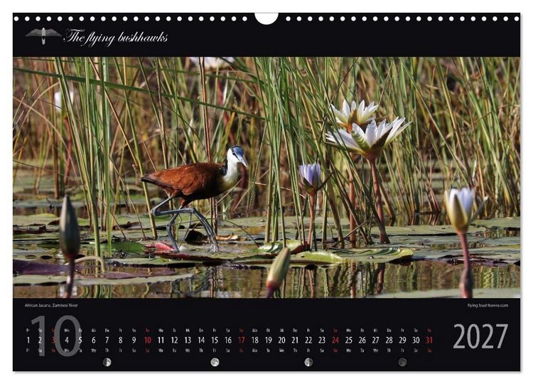Produktbild: Botswana Blickwinkel 2027 (Wandkalender 2027 DIN A3 quer), CALVENDO Monatskalender