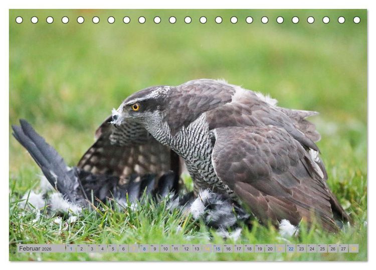 Produktbild: Habicht - aus dem Leben eines imposanten Greifvogels (Tischkalender 2026 DIN A5 quer), CALVENDO Monatskalender