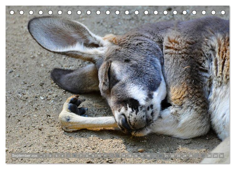 Produktbild: Wilde Tiere - Die sch&ouml;nsten Portraits (Tischkalender 2026 DIN A5 quer), CALVENDO Monatskalender