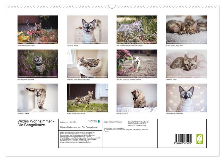 Produktbild: Wildes Wohnzimmer - Die Bengalkatze (hochwertiger Premium Wandkalender 2026 DIN A2 quer), Kunstdruck in Hochglanz
