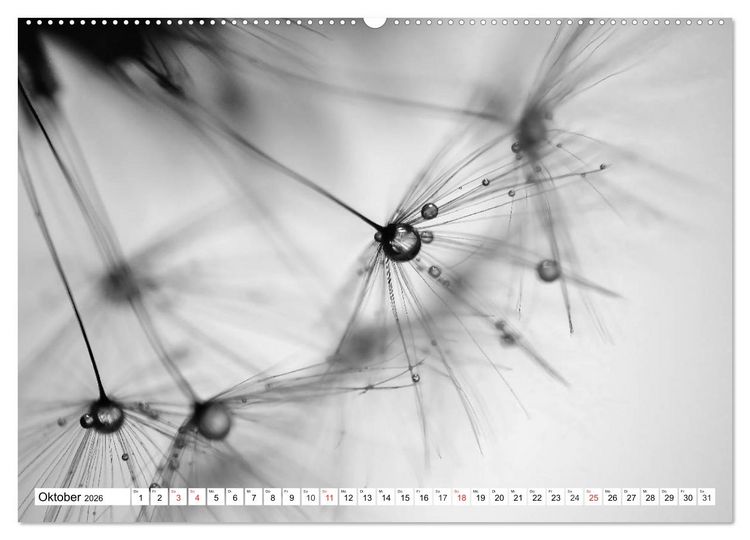 Produktbild: Pusteblumenzauber in schwarzwei&szlig; (Wandkalender 2026 DIN A2 quer), CALVENDO Monatskalender